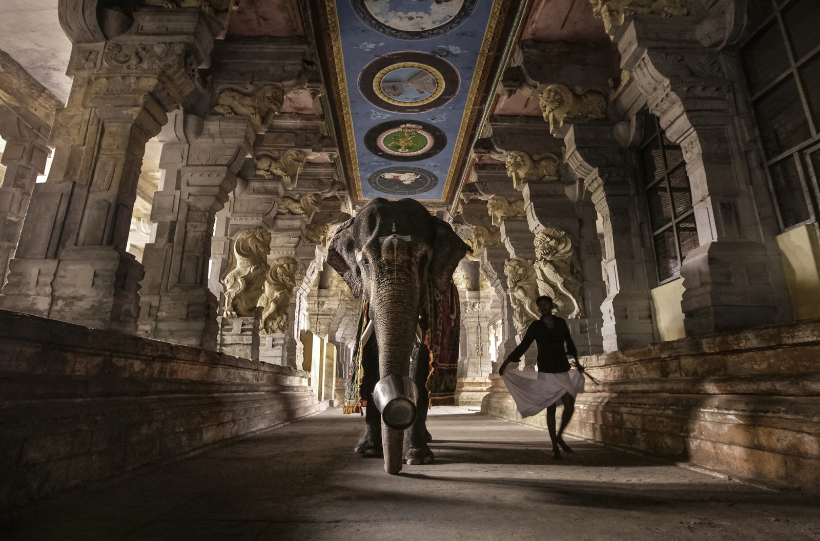 Colors of India | Bruno Tamiozzo - Un elefante, viene accompagnato all’interno dell’antico tempio di Rameshwaram, Tamil Nadu, 2012. © Bruno Tamiozzo.
 
