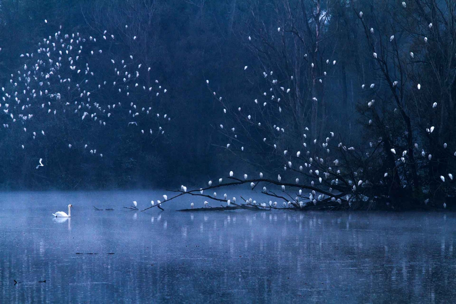 Cigno reale (Cygnus olor) e Aironi guardabuoi (Bubulcus ibis), fiume Adda, 2015. © Davide Biagi.